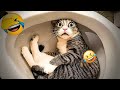 CLASSIC Dog and Cat Videos 🐶😹You Laugh You Lose 🐱🐷🐶 #25.6