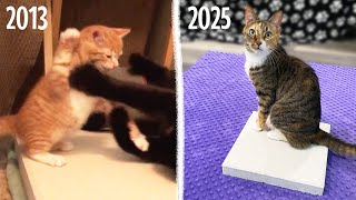 We Bought Our Cats Concrete Slabs In 2013 And 2025!