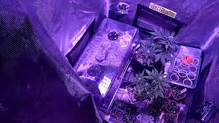 Separating plants for breeding