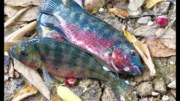 Tilapia Touch Fishing - Nhấc Ổ Dò Mà Rô Phi