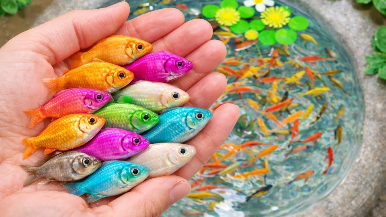 🐳🐳🐳🐳🐳🐳Unexpected aquarium fish from giant egg