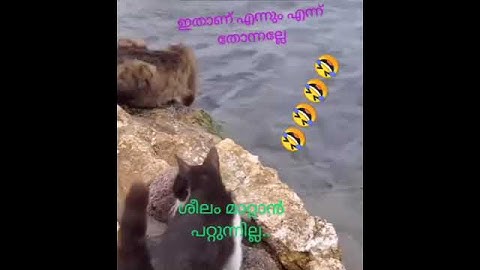 @#പിടി 😂🤣കിട്ടിയില്ല... പിടുത്തം പോയന്നേ ## കൈയിൽ varum 🤣🤣