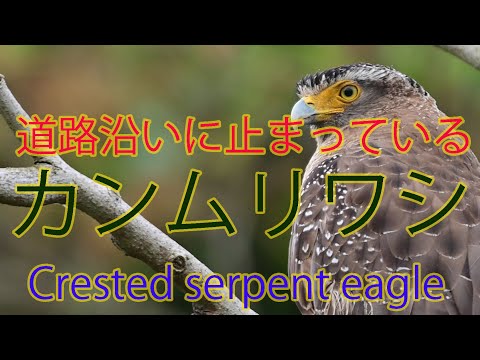 【交通事故注意】道路沿いに止まっているカンムリワシ Crested serpent eagle