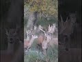 Red Deer Herd Up Stream.  #short  #shorts  #shortsvideo   #shortvideo