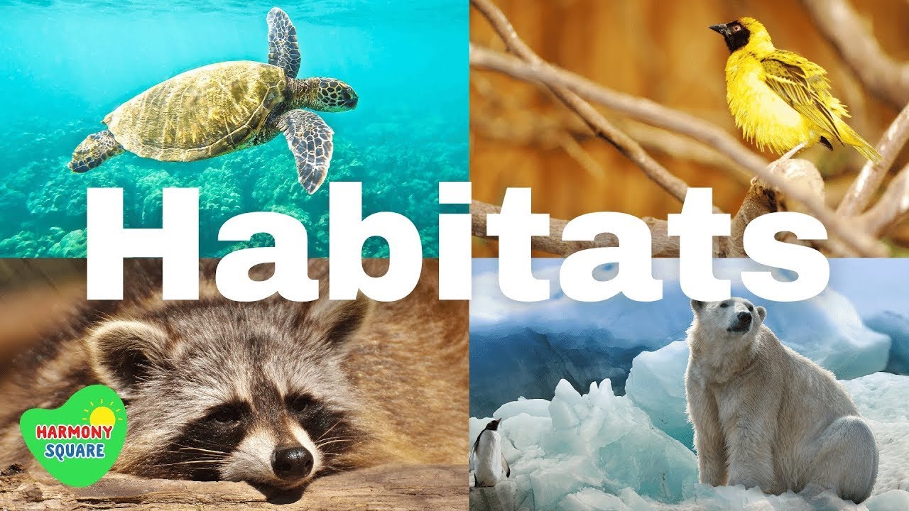 The Different types of Habitats Grade 4 Natural ScienceCAPS