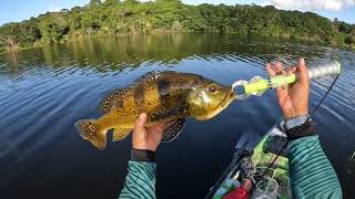 TUCUNARÉ, esse peixe proporciona muita briga na pescaria. Chaaama . #pesca #pescaria #tucunare