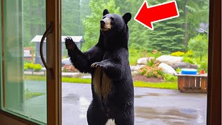 Bear Knocks at Family’s Window Every Morning – Dad Decides To Follow Him.