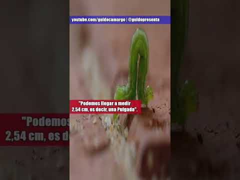 Video: Ciclo de vida de la polilla Tortrix: identificación y tratamiento de la oruga de la polilla Tortrix