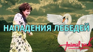 Нападения лебедей на людей