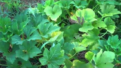 Squash Bug Management