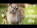 कंगारू के बारे में रोचक बातें - Kangaroo Documentary in Hindi | Kangaroo baby | Kangaru video, Pouch