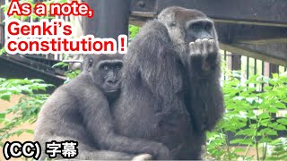 Little gorilla won't leave Mom. Kintaro⭐️P.S. Genki’s physical makeup. Momotaro family