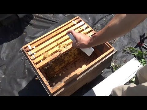 ミツバチをおとなしくさせるスプレー開発　高知大発のベンチャー