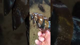 Horn Shark Egg Case