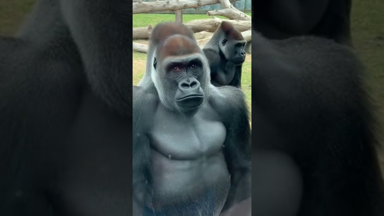 Gorilla Tried To Act Innocent And Absolutely Failed 😅🦍.mp4