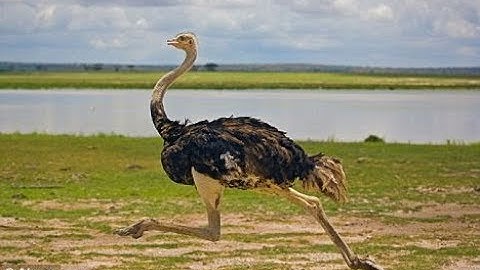 Ostrich Running Music Video (Paul Engemann - Push It To The Limit)