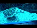 Невероятный Водный Мир Дубаи, часть 1. Amazing Sea World of Dubai, part 1