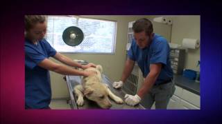 Dog Saved 1 HOUR before being Euthanized by Did you know that ? 1,511 views 8 years ago 6 minutes, 59 seconds