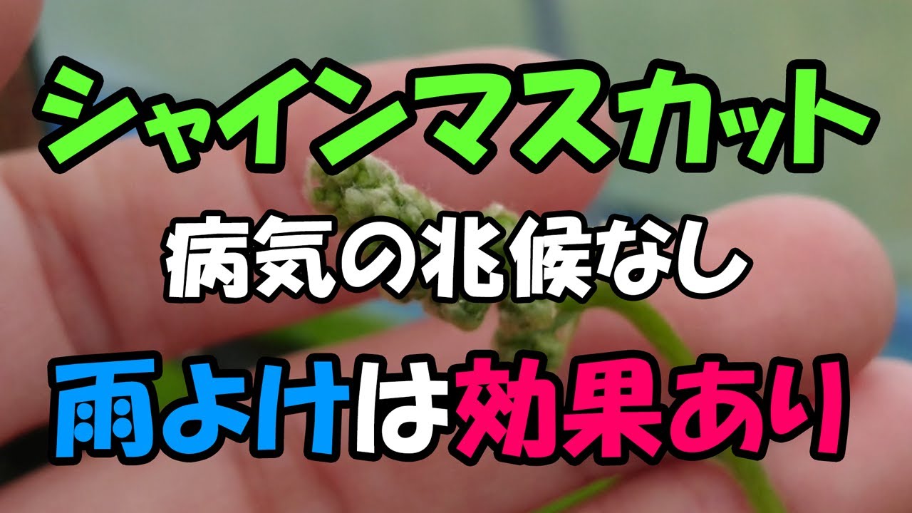 シャインマスカット キャンベル セット 苗 3年育成物 丈夫な苗‼️評価