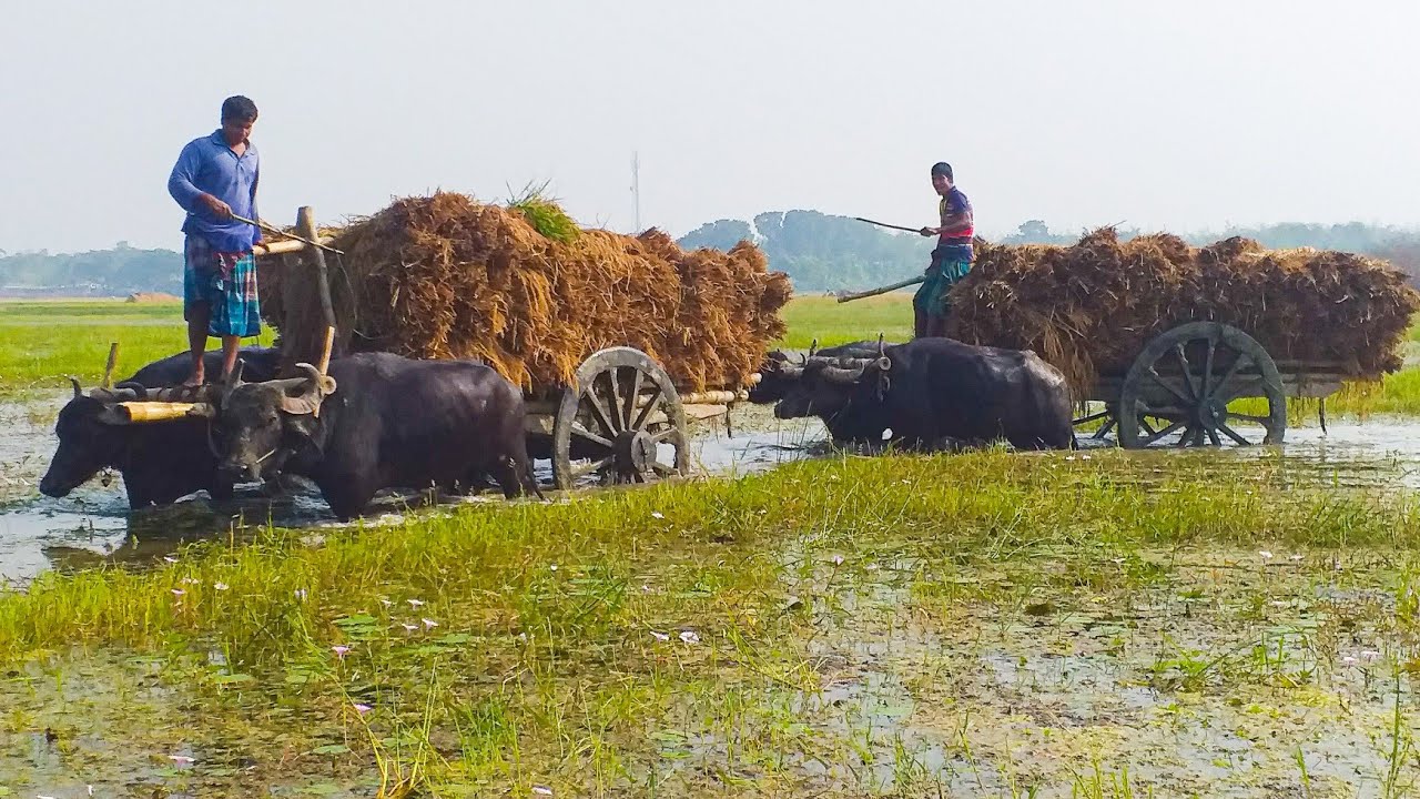 Paddy Transport Buffalo Cart Ride to Water || Buffalo Cart Ride Heavy Load Paddy