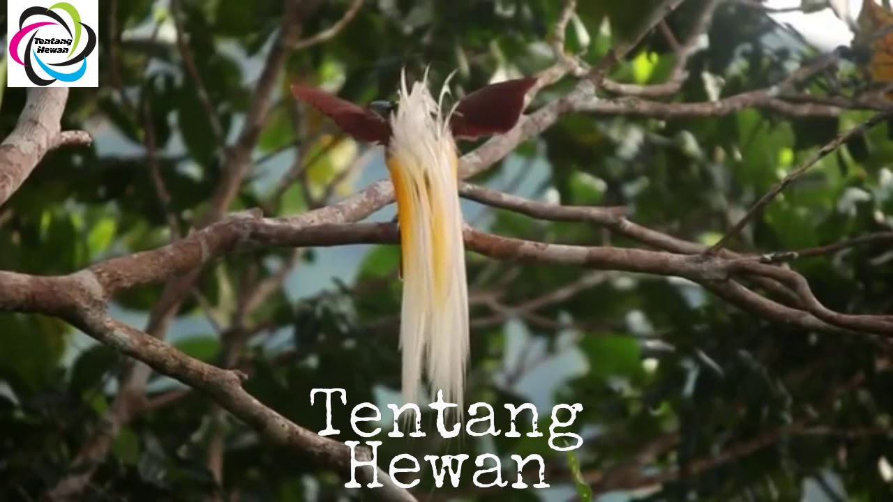burung langka dan Suaranya buat masteran 