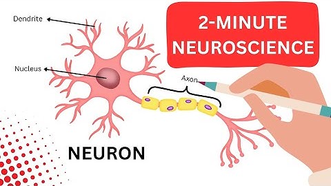 Understanding Neurons: The Building Blocks of the Brain
