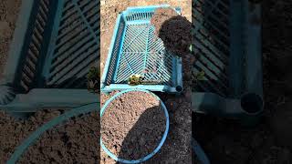 Day 11 : Belajar berkebun dari nol - Memanfaatkan ceting bekas