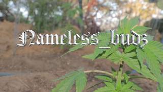 Unknown Cannabis Strains