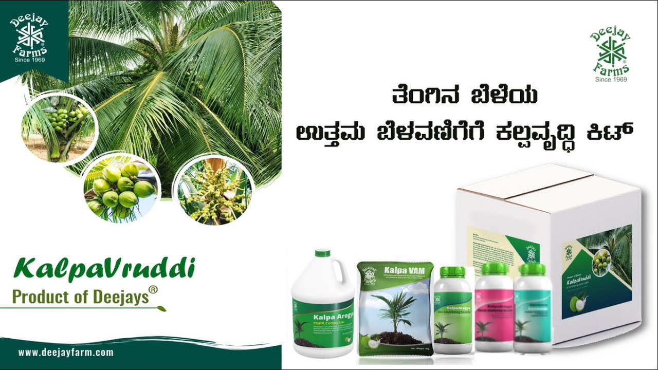 (Kannada) How to use KalpaVruddi™ Kit in Deejay Hybrid Coconut plants