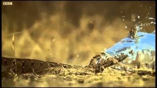 Celebrity Snake filled water balloon attack. Net Worth