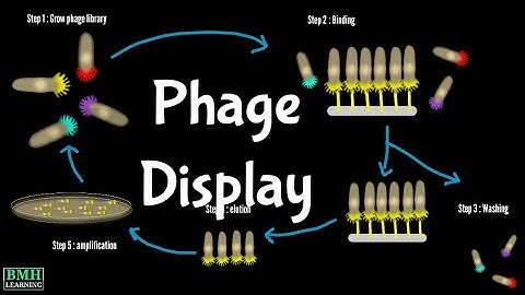 Phage Display Technology | Biopanning | How Does Phage Display Work |