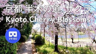 VR180 京都 &quot;半木の道&quot; 満開桜 kyoto cherry blossom