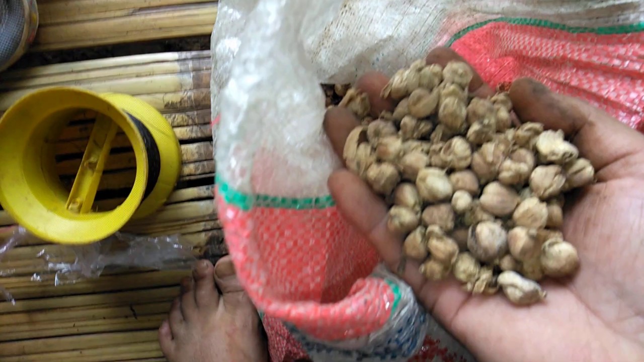  Cara  mengolah  buah  kapol setelah di panen sampai siap 