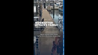 New video shows river otter chasing family after attacking young child at Bremerton Marina