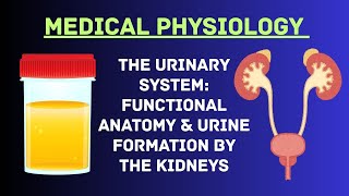 The Urinary System: Functional Anatomy & Urine Formation by the Kidneys | High-Yield Physiology