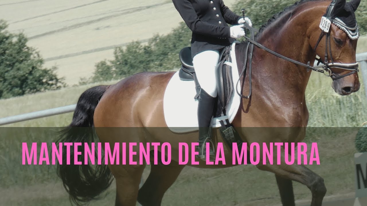 Como hacer el mantenimiento de la montura 🐴