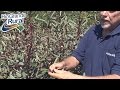 Como cultivar hibiscos - Rio Grande Rural