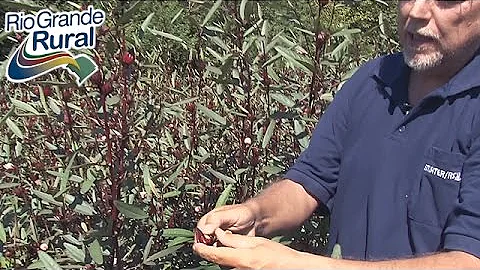 Como colher o hibisco para fazer chá?