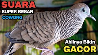 Perkutut Lokal GACOR Suara Kung Besar Pancingan Burung Perkutut Agar Bunyi.