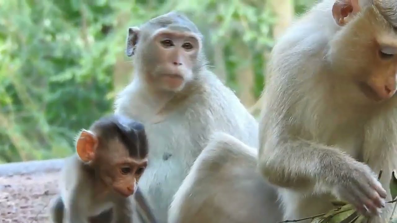 Monkey Tarzana She Really Love Cute Baby Monkey Rex And Baby Monkey Jinx Too