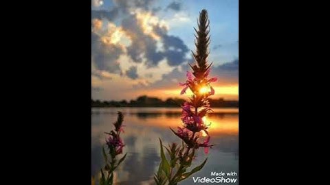 سورة الإخلاص بصوت الشيخ هزاع البلوشي🙂