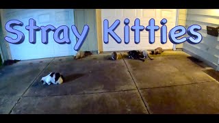 Stray Kitties