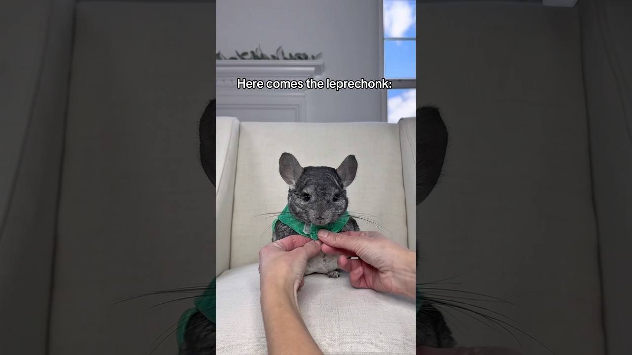 He might be hiding gold under all that floof 🍀  #pet #chinchilla #cuteanimals #shorts