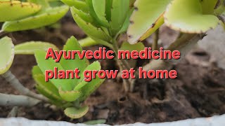 VASA-NILGIRI-PATHARCHATTA-ALOEVERA|Ayurvedic medicine plant grow at home|आयुर्वेद औषधि|#ayush#nature