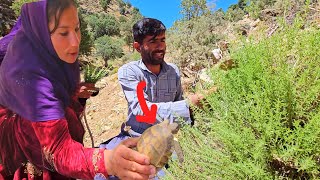 🐢🍒 Picking wild fruits in the mountains; encountering a large and strange turtle!