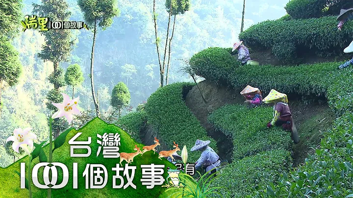 妇女攀岩采茶班 飞岩走壁真功夫 part2【瑞里1001个故事】 - 天天要闻