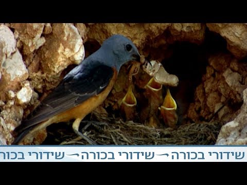 וִידֵאוֹ: צנית בציפורים