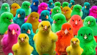 World Cute Chickens, Colorful Chickens, Rainbows Chickens, Cute Ducks, Cat, Rabbits,Cute Animals5