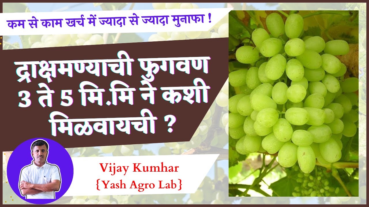 द्राक्ष मण्याची फुगवण 3 ते 5mm ने कशी मिळवायची? | Grapes Master @VijayKumbharYashAgroLab |