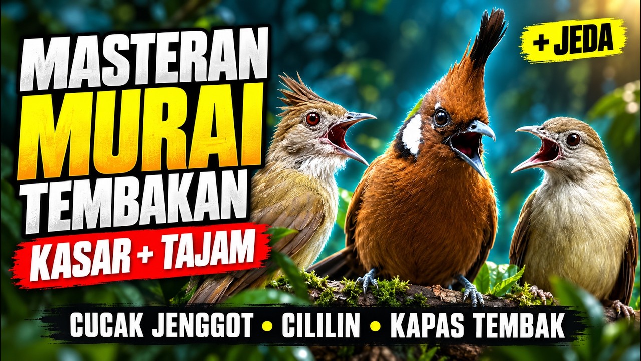 Masteran Murai Tembakan Cucak Jenggot, Cililin, Kapas Tembak - YouTube